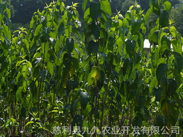 江埡基地